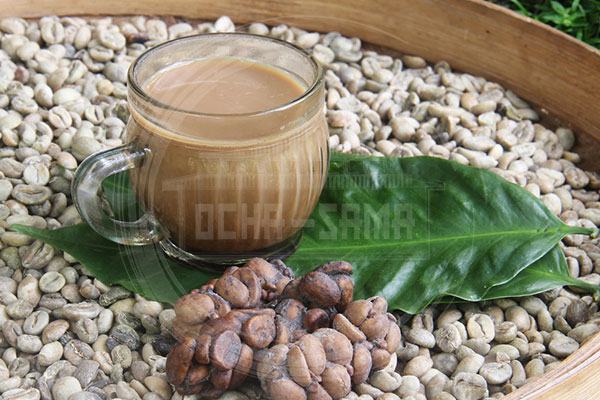 กาแฟขี้ชะมด (Kopi Luwak)